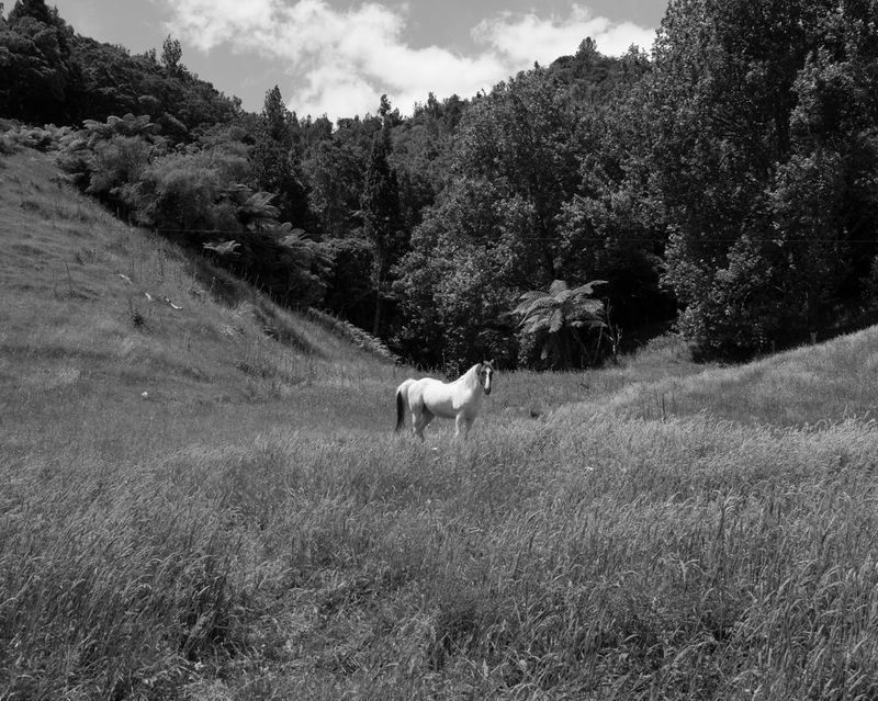 The Spiritual Relationship between Māori Communities and the Whanganui River
