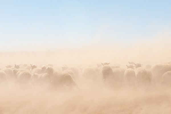 The Effects of Intensive Farming in Australia as Seen by Karoliina Kase