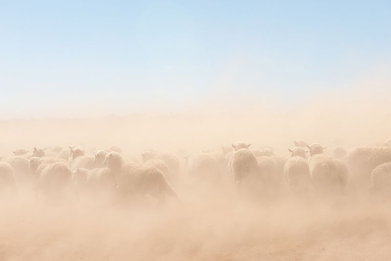 The Effects of Intensive Farming in Australia as Seen by Karoliina Kase