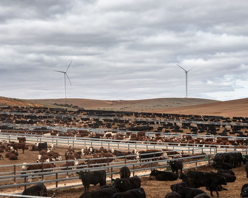 The Effects of Intensive Farming in Australia as Seen by Karoliina Kase
