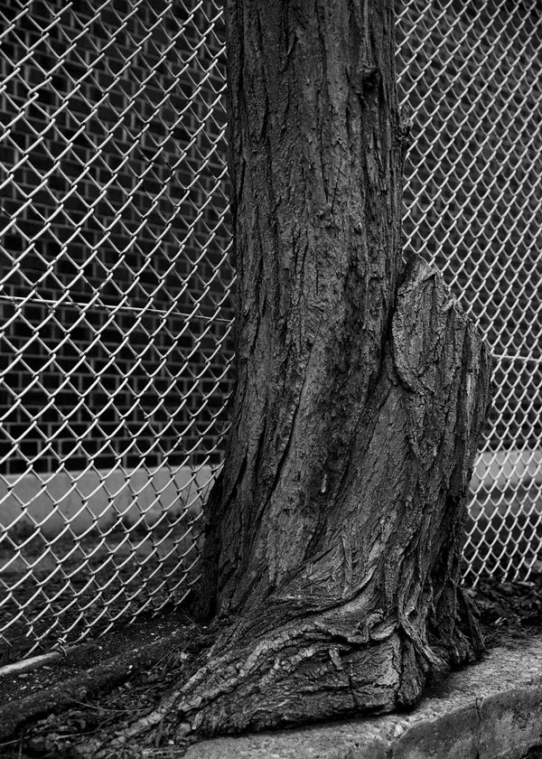 The Visual Side of Ambiguous Loss​