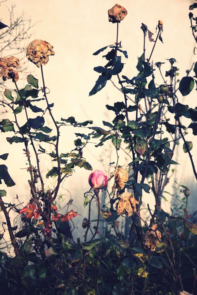 Abstract Scenarios: A Silent Dialogue Between Body and Nature