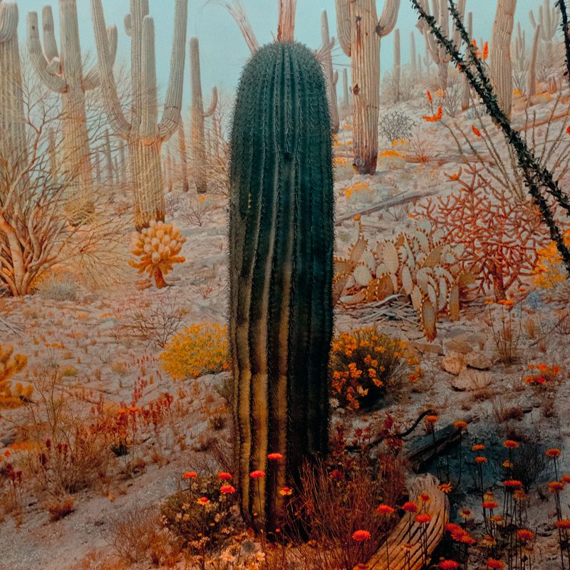 Imagery of a Profoundly Emotional Landscape