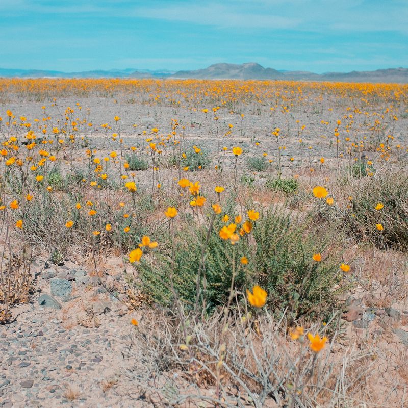 Imagery of a Profoundly Emotional Landscape