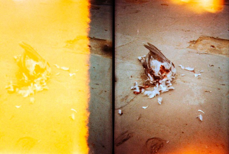 On the Road Away from the Venezuelan Roots