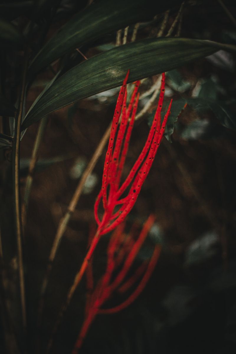 A Poetic Tale Honouring a Missing Mexican Woman