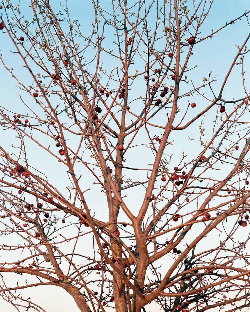 Sarah Grethe Approaches the Subject of Returning Home through her Mother's experience.