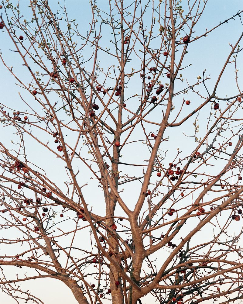Sarah Grethe Approaches the Subject of Returning Home through her Mother's experience.