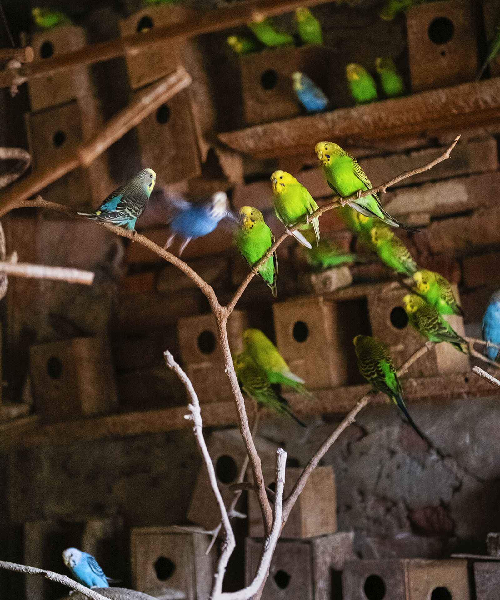 DUMMY DEEP DIVE - Workshop with Aaron Schuman - 18,19 October in Bologna, Italy