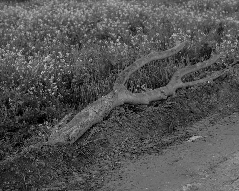 © Aakriti Chandervanshi - Image from the After Eden photography project