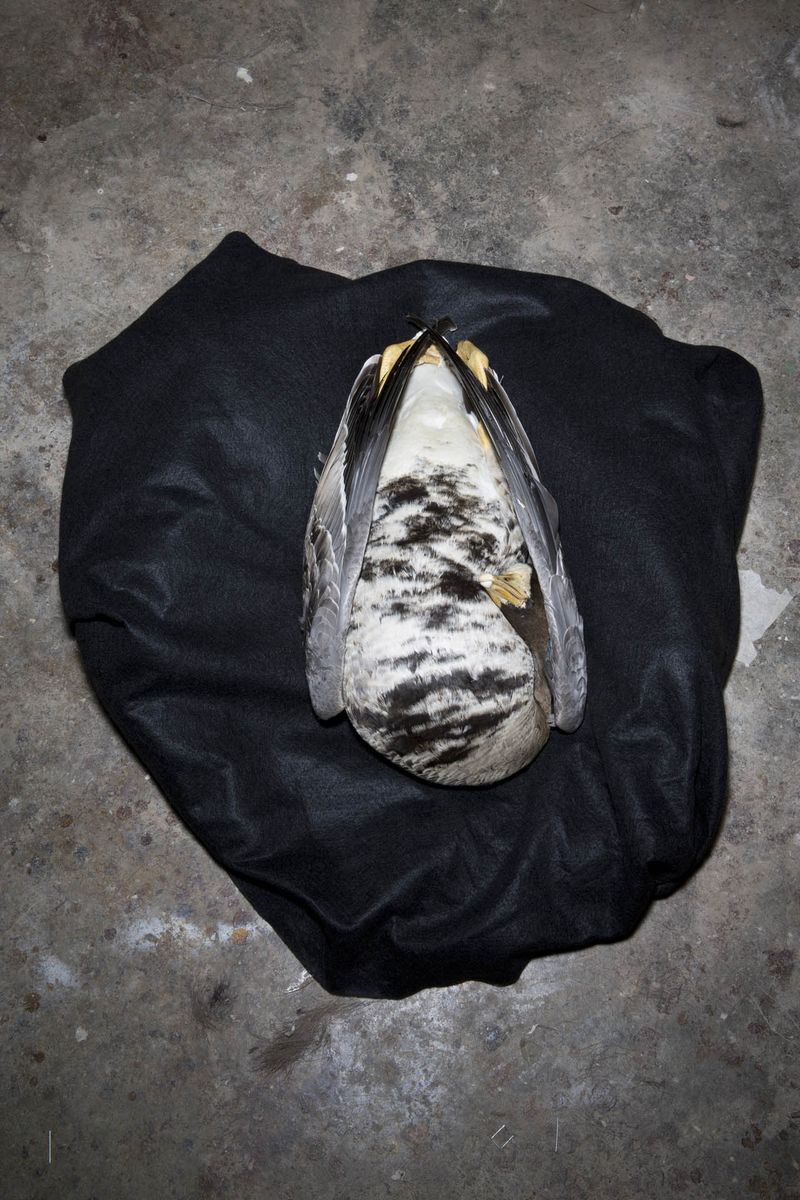 © Constance Thalken - Eyes Open Slowly #4                 43" x 28-1/2", Archival pigment print