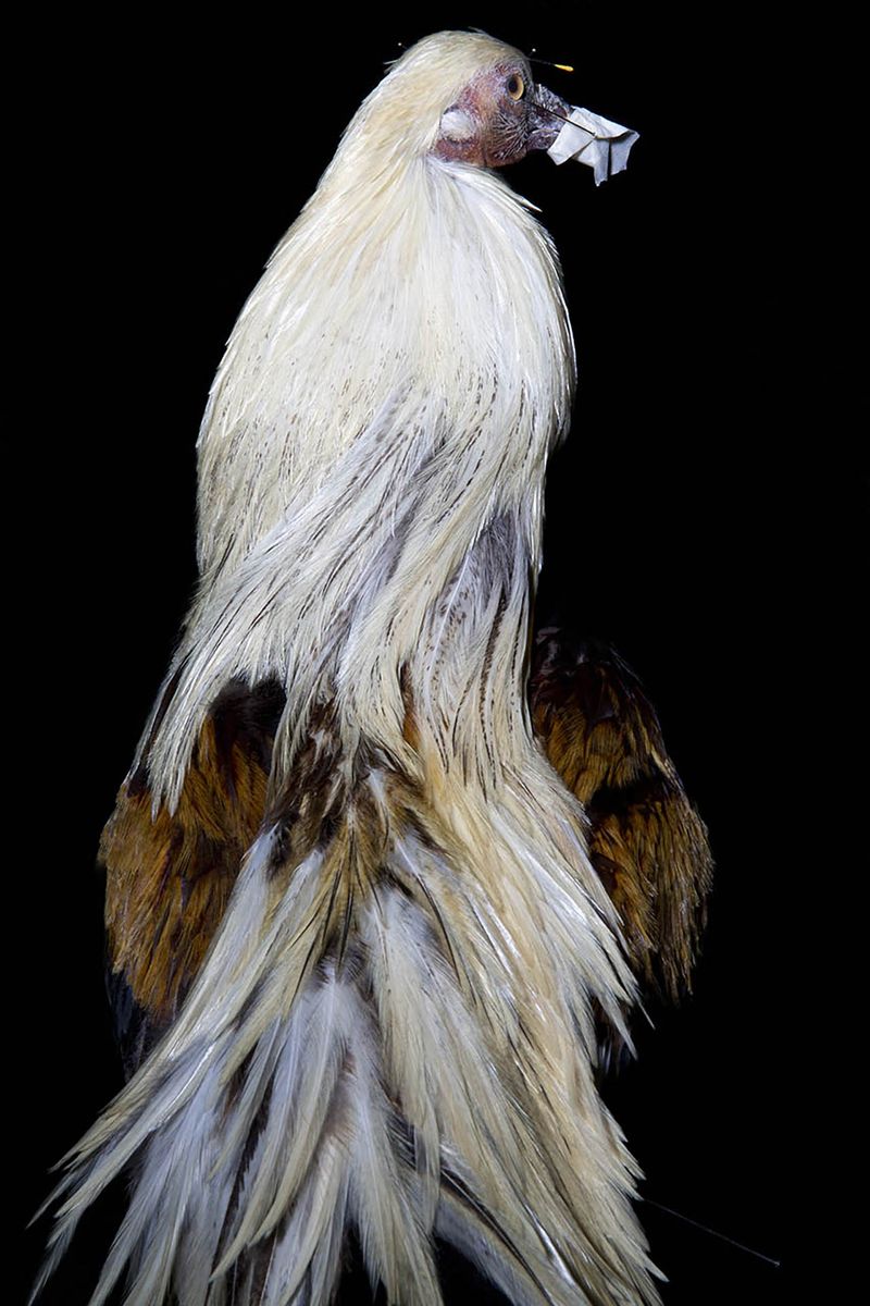 © Constance Thalken - Eyes Open Slowly #17                43" x 28-1/2", Archival pigment print