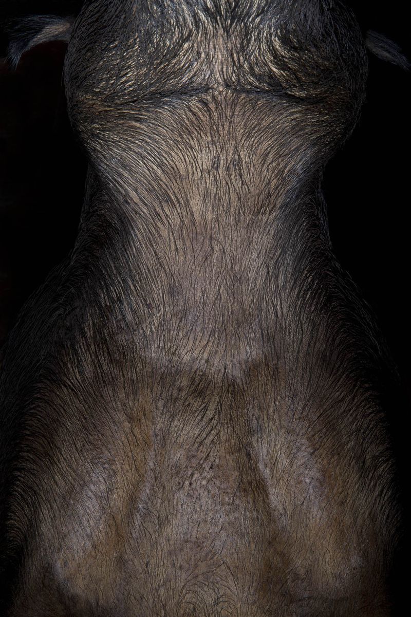 © Constance Thalken - Eyes Open Slowly #16                        43" x 28-1/2", Archival pigment print