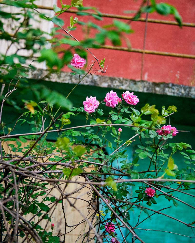 © Aaron Schuman - Image from the PASSACÖR photography project