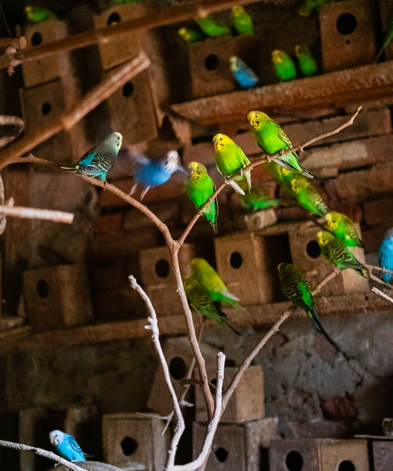 © Aaron Schuman - Image from the PASSACÖR photography project