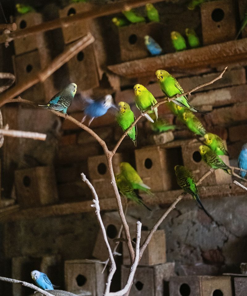 © Aaron Schuman - Image from the PASSACÖR photography project