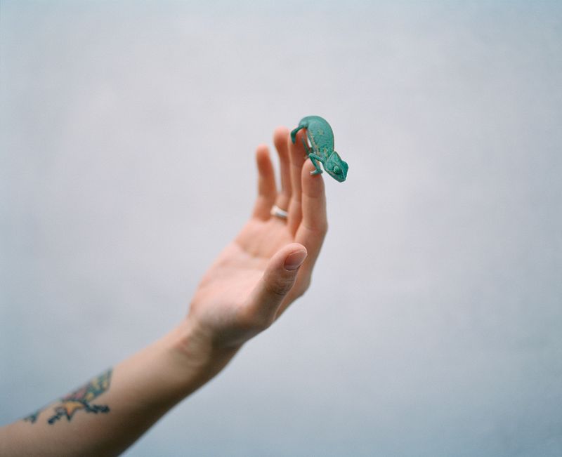 © Sarah Mei Herman - Ke Qian's Chameleon, Xiamen, September 2019