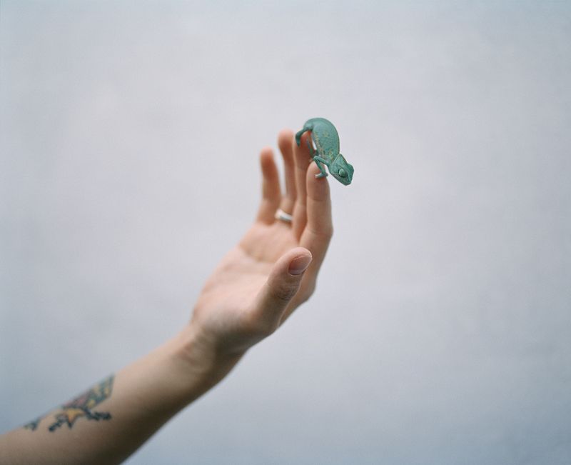 © Sarah Mei Herman - Ke Qian's Chameleon, Xiamen, September 2019