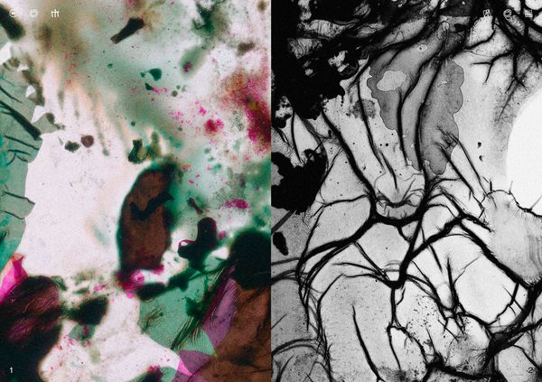 © Ben Zaha - Image from the Specimen 1-101 photography project