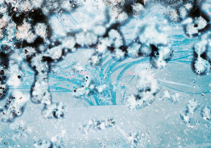 © Ben Zaha - Image from the Specimen 1-101 photography project