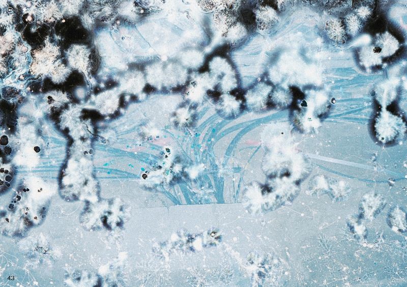 © Ben Zaha - Image from the Specimen 1-101 photography project