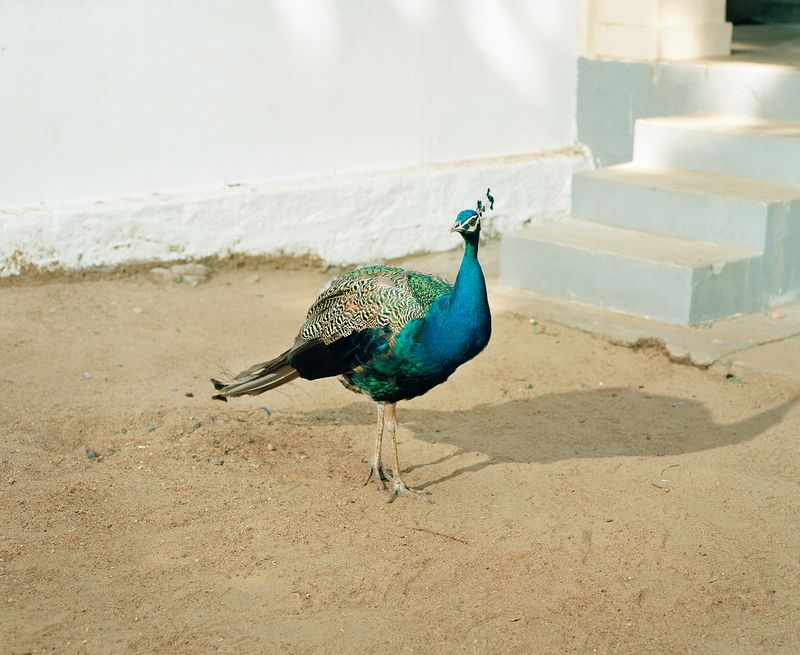 © Max Pinckers - Image from the Will They Sing Like Raindrops or Leave Me Thirsty photography project