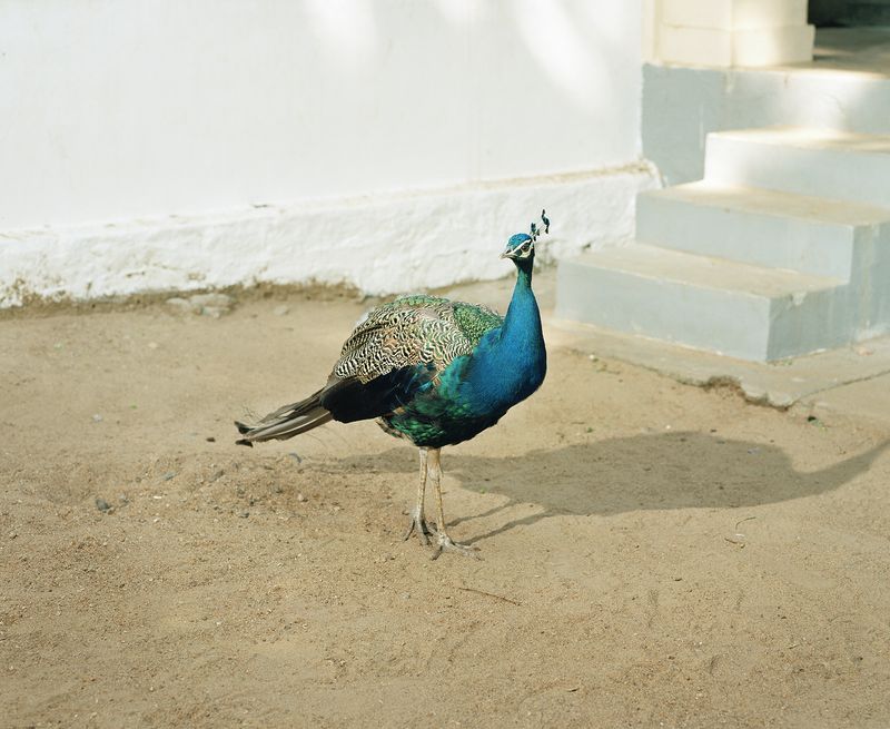 © Max Pinckers - Image from the Will They Sing Like Raindrops or Leave Me Thirsty photography project