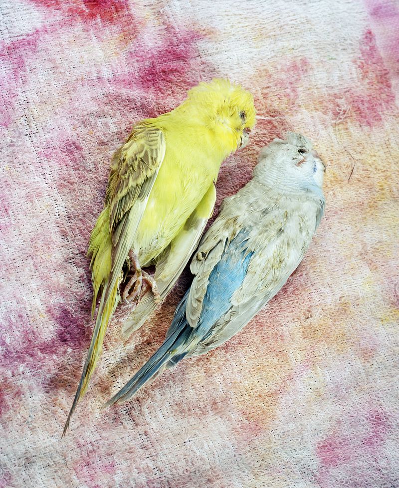 © Max Pinckers - Image from the Will They Sing Like Raindrops or Leave Me Thirsty photography project