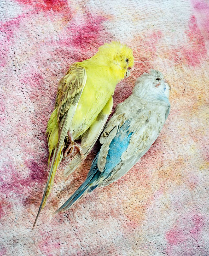 © Max Pinckers - Image from the Will They Sing Like Raindrops or Leave Me Thirsty photography project