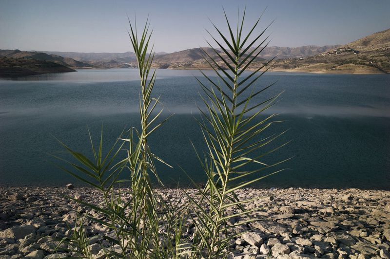 © Simon Chang - Image from the Shepherds and the slaughterhouse photography project