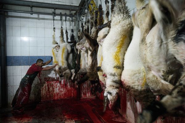 © Simon Chang - Image from the Shepherds and the slaughterhouse photography project