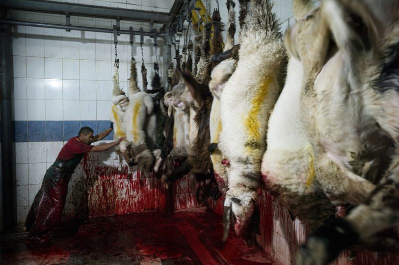 © Simon Chang - Image from the Shepherds and the slaughterhouse photography project