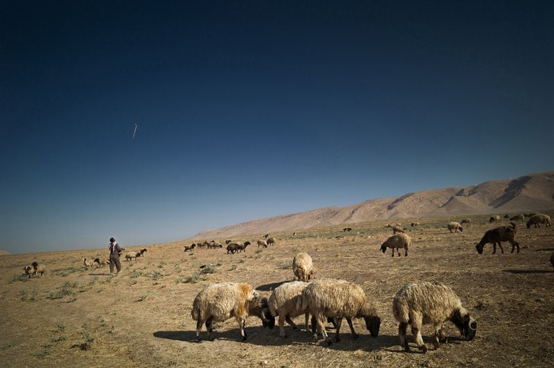 © Simon Chang - Image from the Shepherds and the slaughterhouse photography project