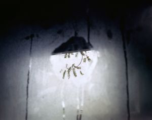 Visitor