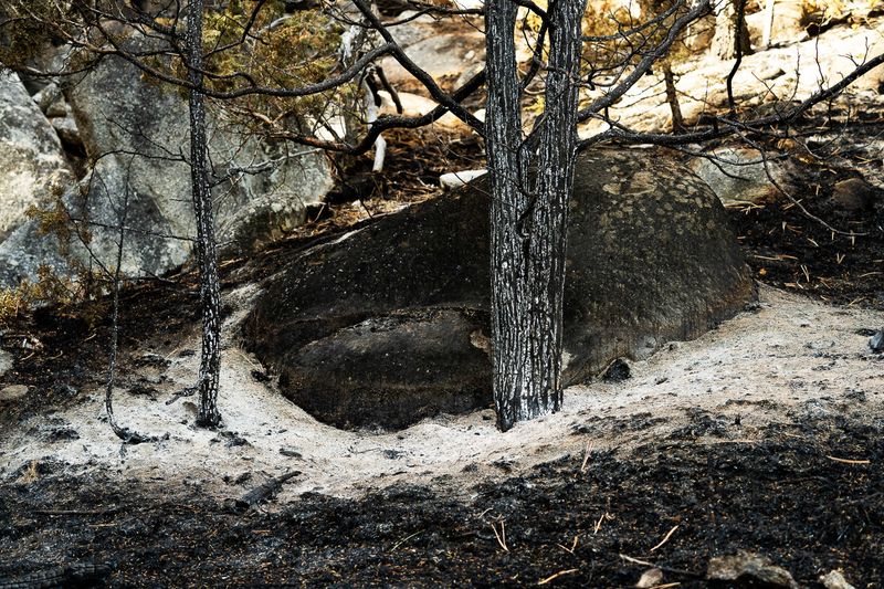 © Jessica Hays - Alder, 2024 – White ash surrounds a burned tree trunk.