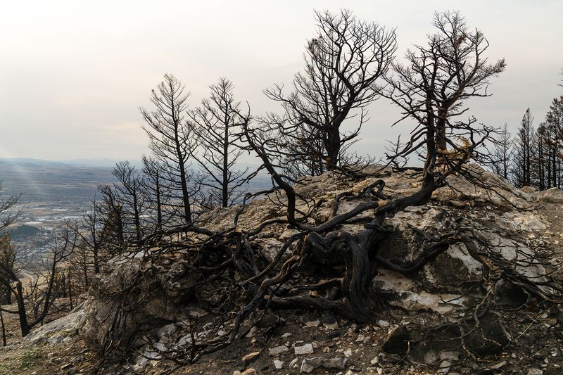 © Jessica Hays - Skeletons, 2021