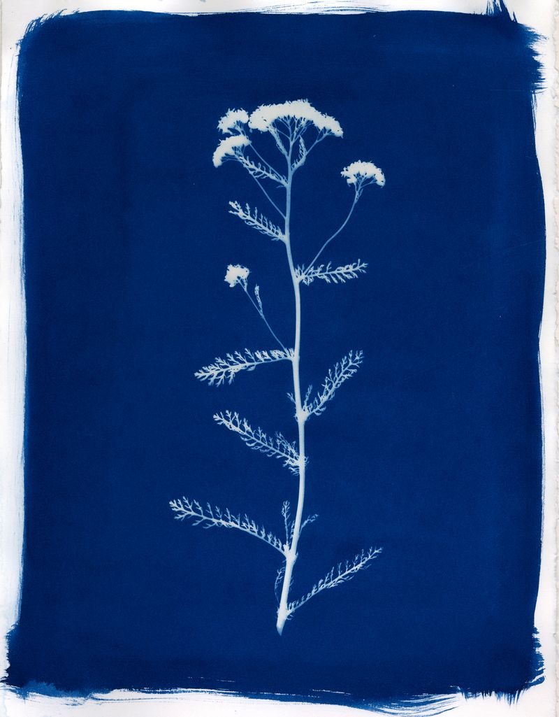 © Jessica Hays - Yarrow, 11 inches x 15 inches