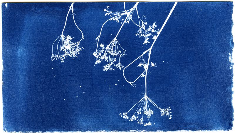 © Jessica Hays - Queen Annes 11, 9 inches x 5 inches