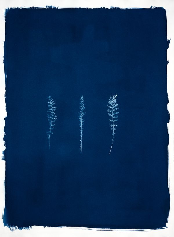 © Jessica Hays - Yarrow in Three, 22 inches x 30 inches