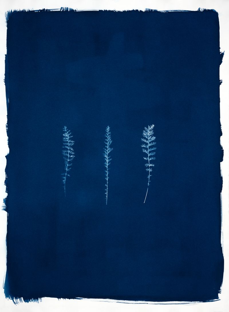 © Jessica Hays - Yarrow in Three, 22 inches x 30 inches