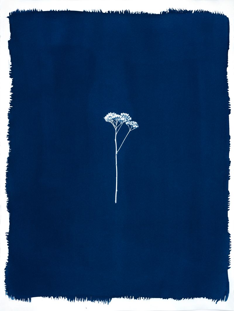 © Jessica Hays - Yarrow Bloom, 22 inches x 30 inches