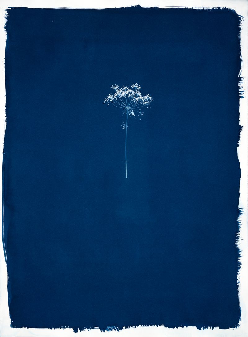 © Jessica Hays - Queen Anne's Lace, 22 inches x 30 inches