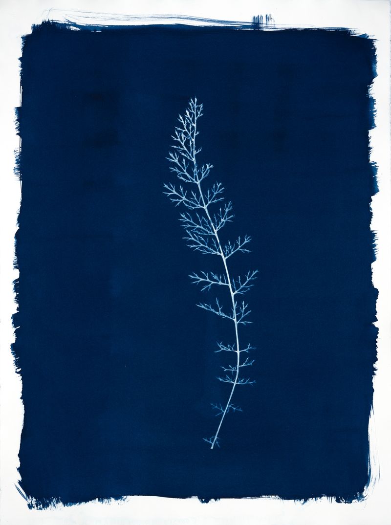 © Jessica Hays - Leaf, 22 inches x 30 inches