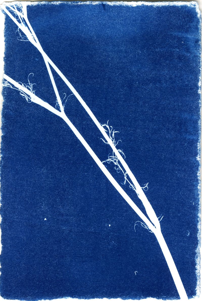 © Jessica Hays - Stem, 4 inches x 6 inches