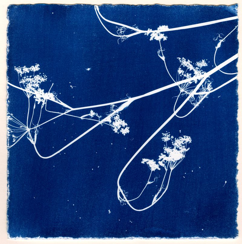 © Jessica Hays - Queen Annes 5, 7 inches x 7 inches