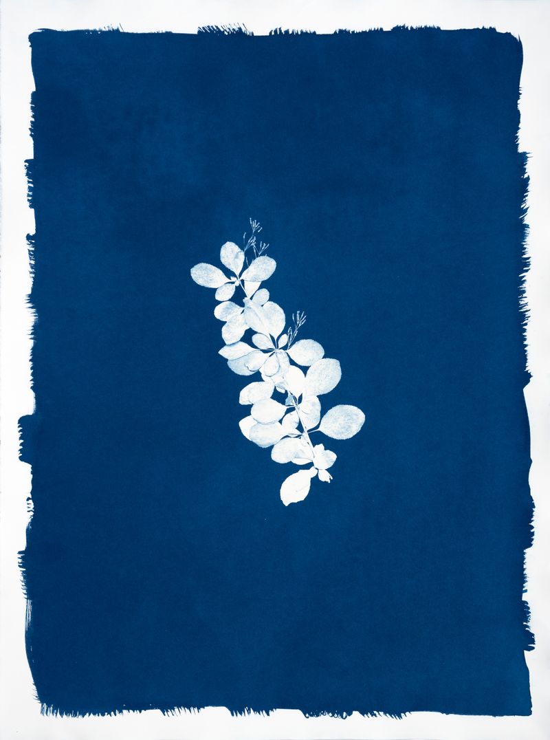 © Jessica Hays - Barberry Sprig, 22 inches x 30 inches