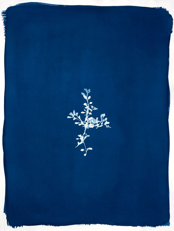 © Jessica Hays - Pennyroyal, 22 inches x 30 inches