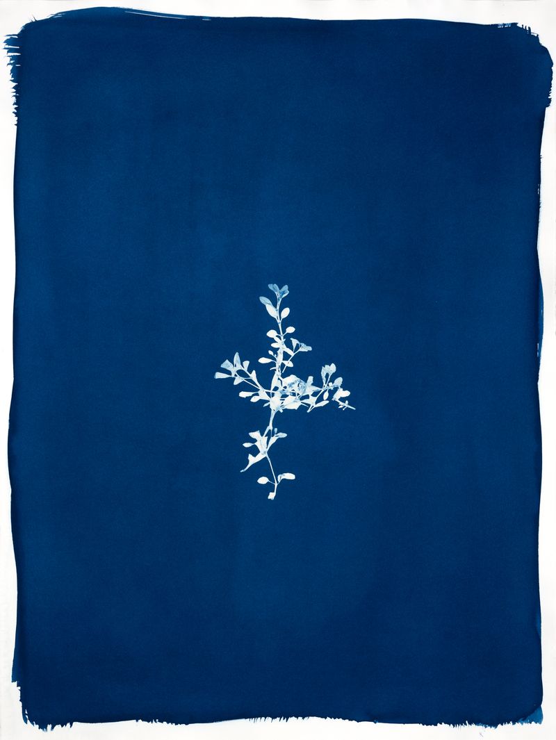 © Jessica Hays - Pennyroyal, 22 inches x 30 inches