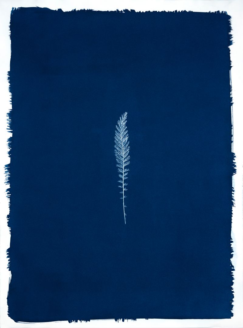 © Jessica Hays - Yarrow Leaf, 22 inches x 30 inches