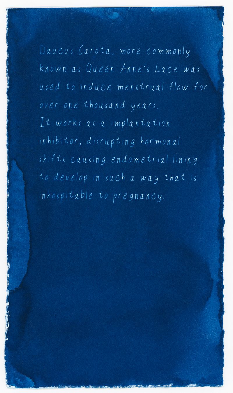 © Jessica Hays - Carota, 5 inches x 9 inches